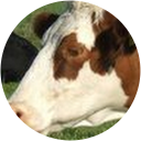 Tom Sweetman profile picture